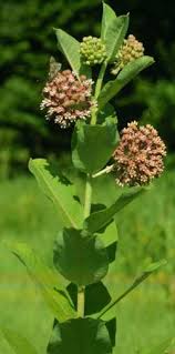 Asclepias Syriaca Common Milkweed Another Milkweed Host Plant For Monarch Butterfly Caterpillar Plants Milkweed Bee Friendly Plants