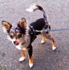 Merle Longhaired Chihuahua Chihuahua Puppies Cute Animals Cute Chihuahua