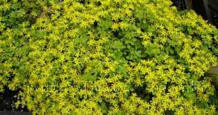 The Succulent Garden Nursery Succulents Sedum Small Yellow Flowers Sedum Minnesota Garden