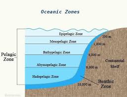 Benthic And Pelagic Zones Pelagic Zone Ocean Zones Marine Biology