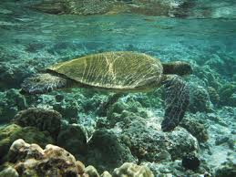 Sea Turtle Swimming In The Pacific Ocean Near The Main Island Of Hawaii Volcano National Park Hawaii Volcanoes National Park Outdoor Guide