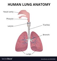 Quick Look How Does The Respiratory System Work In 2020 Human Respiratory System Respiratory System Respiratory System Anatomy