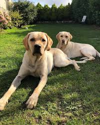 Pin By Stanley Fur Atlanta On Labradore Retrievers Cute Dogs Breeds Labrador Retriever Dog Breeds