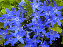 Campanula Garganica Dickson S Gold Adriatic Bellflower Flowers Nature Campanula Yellow Flowers