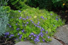 Yellow Leafed Campanulagarganica Dickson S Gold Grows On You Plants Garden Tags Garden Pictures