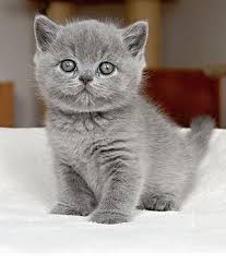 British Shorthair Breeds Info Temperament Kitten Names Price British Shorthair Kittens British Shorthair Cats Grey Kitten