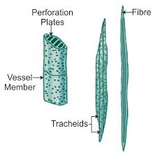 What Is The Difference Between Tracheids And Vessels In Xylem Tissue Viva Differences