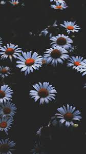 Daisy White Flowers Plants 1080x1920 Wallpaper Trippy Wallpaper Flower Phone Wallpaper Iphone Wallpaper