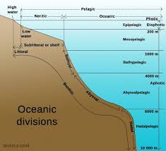 Understanding The Ocean Ecosystem Ocean Zones Ocean Ecosystem Ocean
