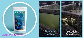 0822 3127 4749 Tsel Jual Beli Penjernih Kolam Koi Berbusa Keruh Berkabut Bergelembung Claykoi Di 2020 Kolam Ikan Kolam Ikan