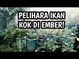 Rukita Co Menanam Sayur Bisa Jadi Salah Satu Pilihan Kegiatan Produktif Yang Bisa Kamu Lakukan Di Rumah Selain Menyena Di 2020 Hidroponik Kolam Ikan Menanam Sayuran