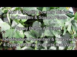Identifying Preventing Treating Powdery Mildew On Zucchini Squash Cucumbers Melons Youtube