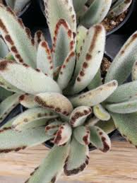 Succulent Plant Panda Plant Planting Succulents Succulents Plants