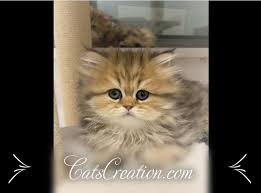 Catscreation Teacup Persian Kittens In 2020 Teacup Kitten Teacup Kittens For Sale Teacup Persian Kittens