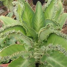 Kalanchoe Laetivirens Mother Of Thousands Planting Succulents Plants Succulent Gardening