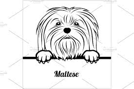 Maltese Peeking Dogs Breed In 2020 Dog Breeds Dog Face Breeds