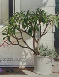 Potted Frangipani On A Deck Fence Landscaping Natural Fence Backyard Fences