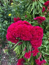 Pin On Flowers Plants Trees