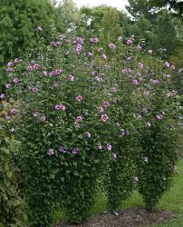 Pin On Heavenly Hibiscus