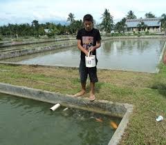 Cara Budidaya Ikan Nila Merah Panduan Budidaya Di Kolam Beton Kolam Terpal Harga Meninggi Budidaya Ikan Nila Merah Marak Merah Ikan Air Tawar