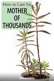 How To Care For Mother Of Thousands Or Millions Mother Of Thousands Plant Plants Plant Care