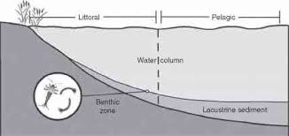 Ecological Zonation In Lakes Lake Ecosystems