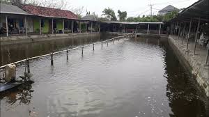 Kolam Pancing Teratae Bali Youtube