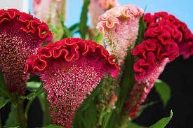Pin On Gardening