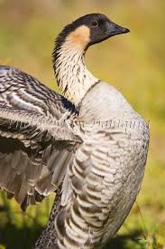 Nene Goose In Volcano National Park Hawaii With Images Hawaii Pictures Birds Aquatic Birds