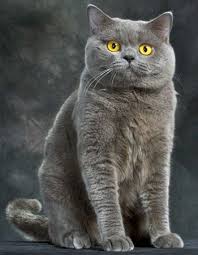 British Shorthair Cat Google Search British Shorthair Cats Cat Breeds British Blue Cat