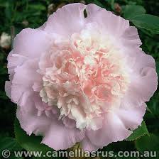 Elegans Splendor In 2020 Camellia Garden Express Hedging Plants