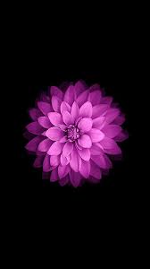 Apple Iphone Purple Flower Wallpaper In 2020 Flower Iphone Wallpaper Iphone 5s Wallpaper Android Phone Wallpaper