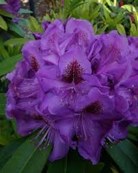 Rhododendrons Singing Tree Gardens Nursery Blue Lagoon Organic Raised Garden Beds Deer Resistant Plants Rhododendron