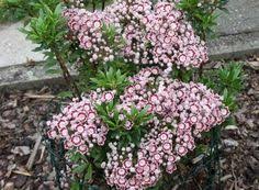 Kalmia Minuet Evergreen Shrubs Plants Flowers