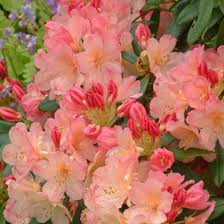 Patio Rhododendron Yakushimanum Percy Wiseman Notcutts Rhododendron Plant Landscape Decor Diy Beautiful Flowers
