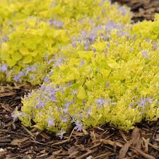 Campanula Dickson S Gold Bellflower Campanula Japanese Garden Perennials