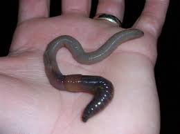 How To Catch Nightcrawlers Worm Farm Vermicomposting Worm Farm Fish