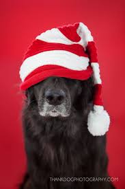Merry Christmas Thank Dog Photography Christmas Dog Dog Photography Pet Holiday