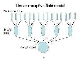 Perception Lecture Notes Retinal Ganglion Cells
