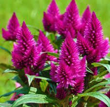 Pin On Celosia Deep Purple