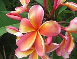 The Plumeria Apricot Flower Is 2 5 To 3 With Warm Shades Of Pink Orange Yellow And White Light Yellow Throat Wit Tropical Flowers Frangipani Plumeria