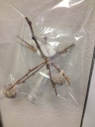 Feeder For Milkweed Bugs Bug Activities Science Activities Milkweed