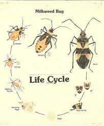 1 6a Milkweed Bug Life Cycle Life Cycles Milkweed Cycle