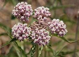 Asclepias Fascicularis Mexican Whorled Narrow Leaf Milkweed 100 Seeds