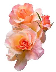 Transparent Flower Tumblr Transparent Flowers Flowers Rose Flower Photos