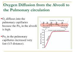 Ppt Respiratory System L3 Powerpoint Presentation Free Download Id 4612981