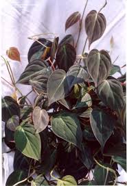 Plantfiles Pictures Philodendron Species Velvet Leaf Philodendron Heartleaf Philodendron Philodendron Hederaceum Plants Philodendron Plant Foliage Plants