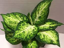Dieffenbachia Amy In 2020 House Plants Deep Green Little Plants