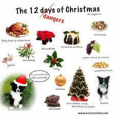 The 12 Dangers Of Christmas Alcohol Chocolate Christmas Christmas Animals