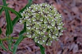 Asclepias Asperula Plants Asclepias Pollinator Plants